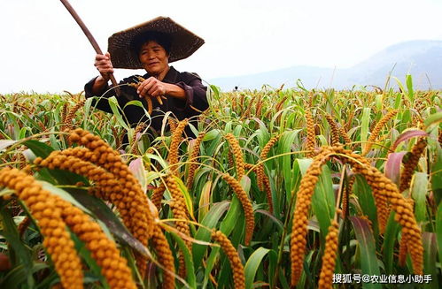 价格疯涨,农民确不买账,复合肥的出路究竟是什么