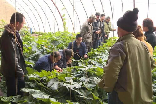 高台 技术服务常态化 农户收益得保障