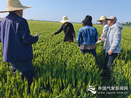 全国农业气象服务专家组分赴多地调查小麦长势