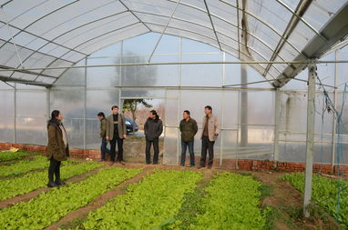 省农科院专家来界首指导蔬菜生产