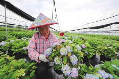 美丽花田 带靓经济