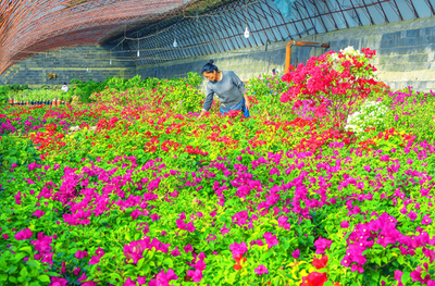 嘉峪关市文殊镇:鲜花铺就致富路